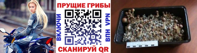 закладки  KRAKEN ССЫЛКА  Галлюциногенные грибы Psilocybine cubensis  Краснотурьинск 